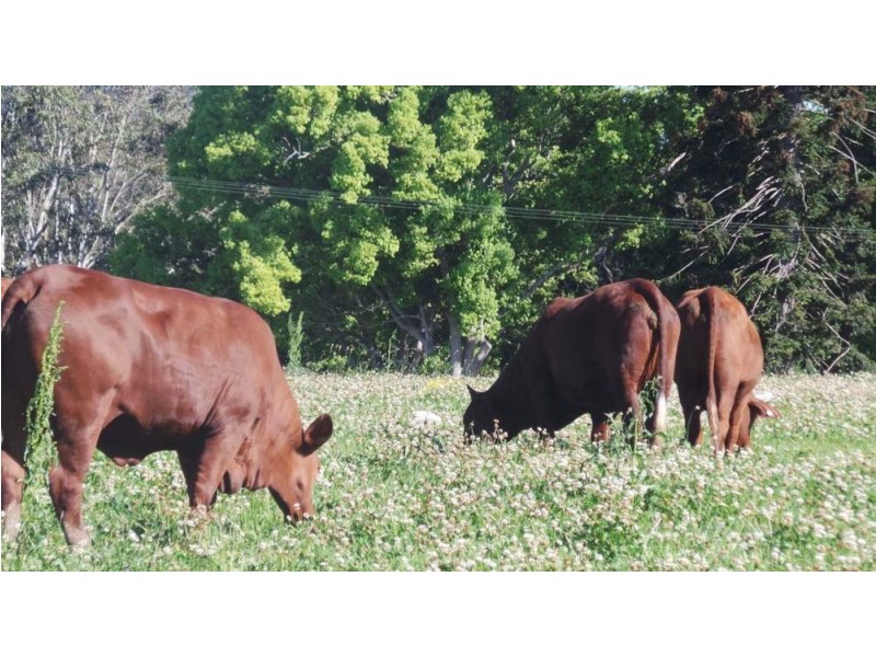 1368 Rollands Plains Road, Rollands Plains NSW 2441