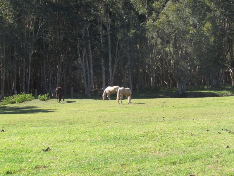Fernbank Creek NSW 2444