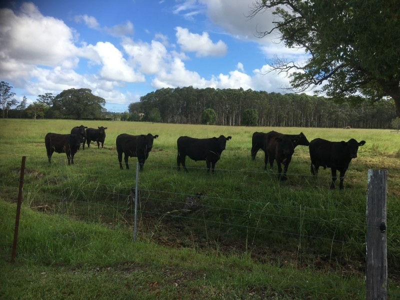 Rawdon Island NSW 2446