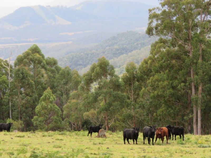 145 Costigans Road, Yarras NSW 2446
