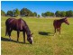 435 Rawdon Island Road, Port Macquarie NSW 2444