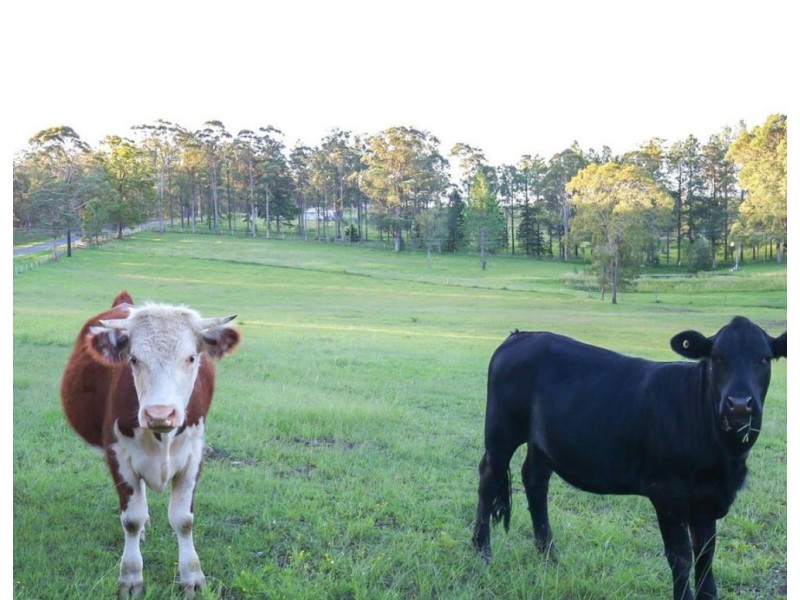 179 Link Road, Aldavilla NSW 2440
