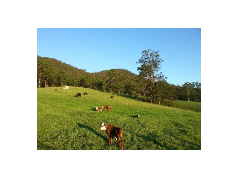 Kindee NSW 2446