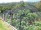 Kindee NSW 2446