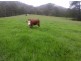 Kindee NSW 2446
