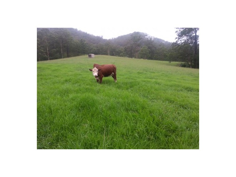 Kindee NSW 2446