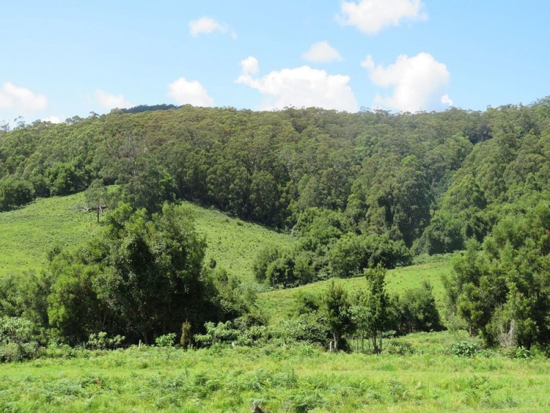 Carrai NSW 2440