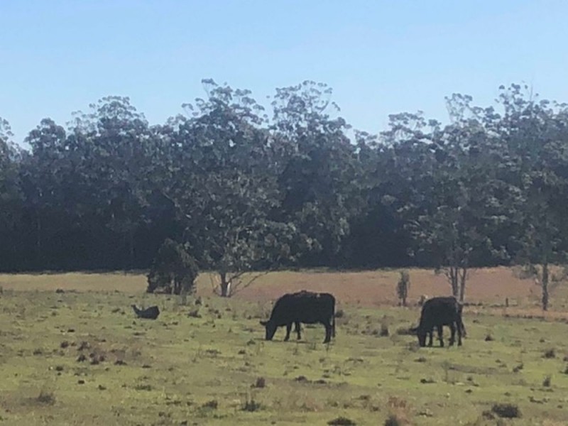 752 Swan Lane, Collombatti NSW 2440