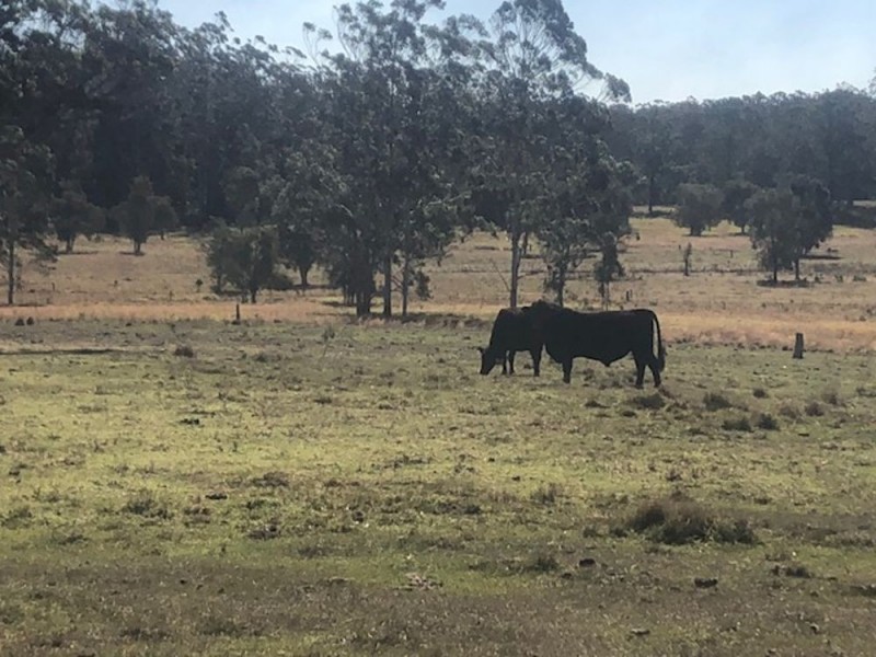 752 Swan Lane, Collombatti NSW 2440