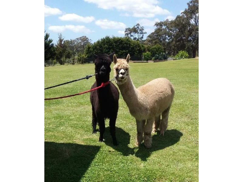 32 Mulbury Place, Euroka NSW 2440