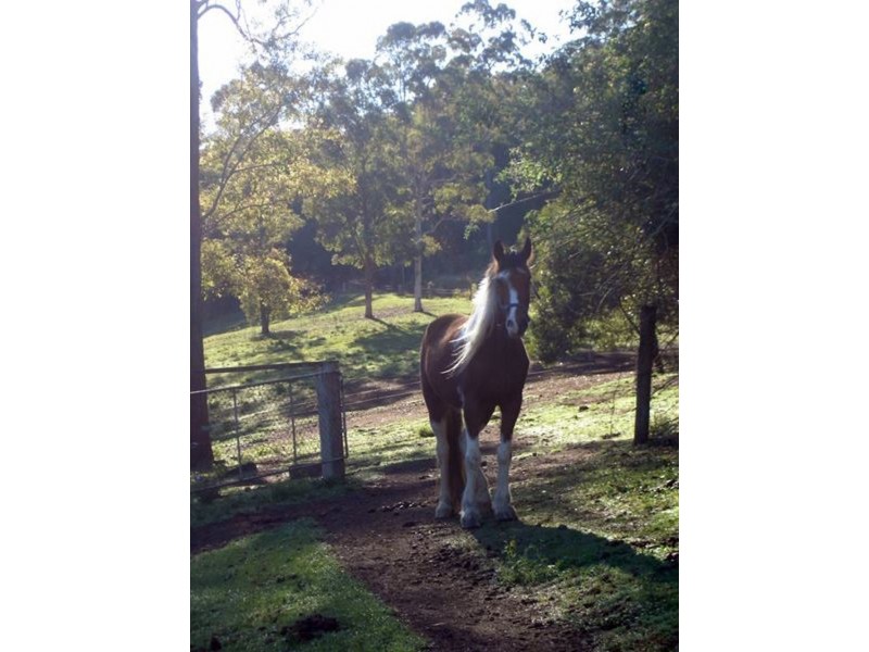 Frazers Creek NSW 2446