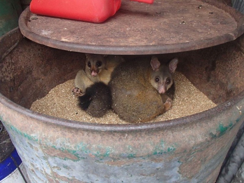 Frazers Creek NSW 2446