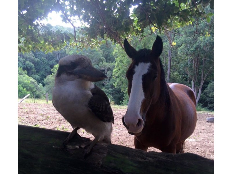 Frazers Creek NSW 2446