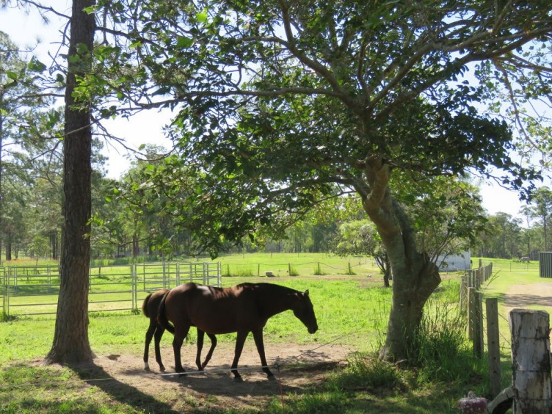 37 Raymonds Lane, Frederickton NSW 2440