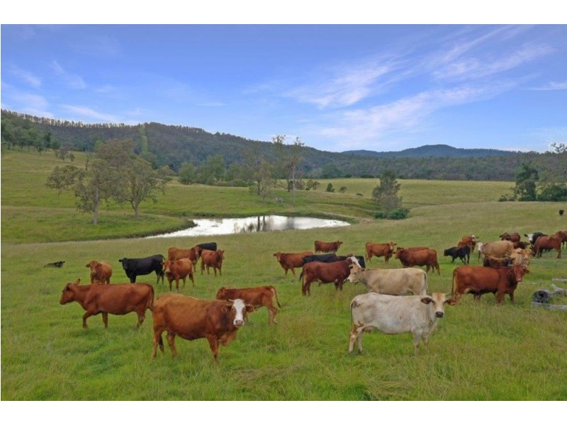 800 Toms Gully Road, Hickeys Creek NSW 2440