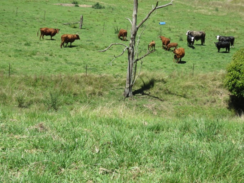 Burrapine NSW 2447