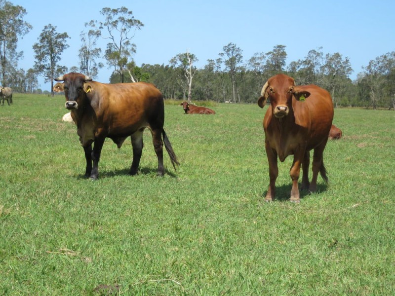 Lot 133 Old Station Road, Verges Creek NSW 2440