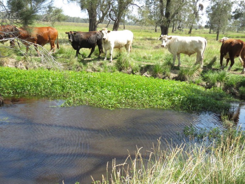 Lot 133 Old Station Road, Verges Creek NSW 2440