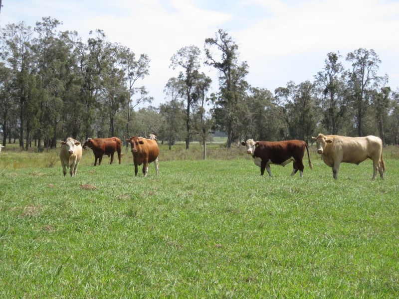 Lot 133 Old Station Road, Verges Creek NSW 2440