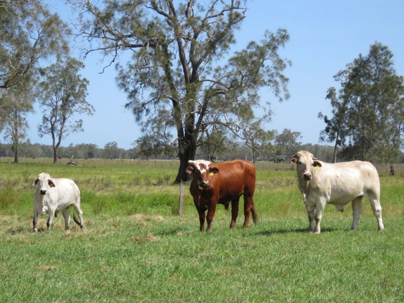 Lot 133 Old Station Road, Verges Creek NSW 2440