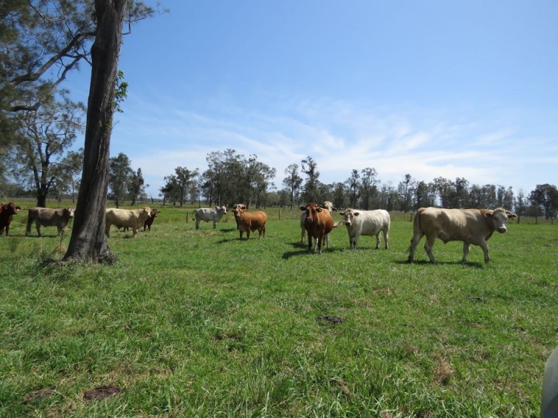 Lot 133 Old Station Road, Verges Creek NSW 2440