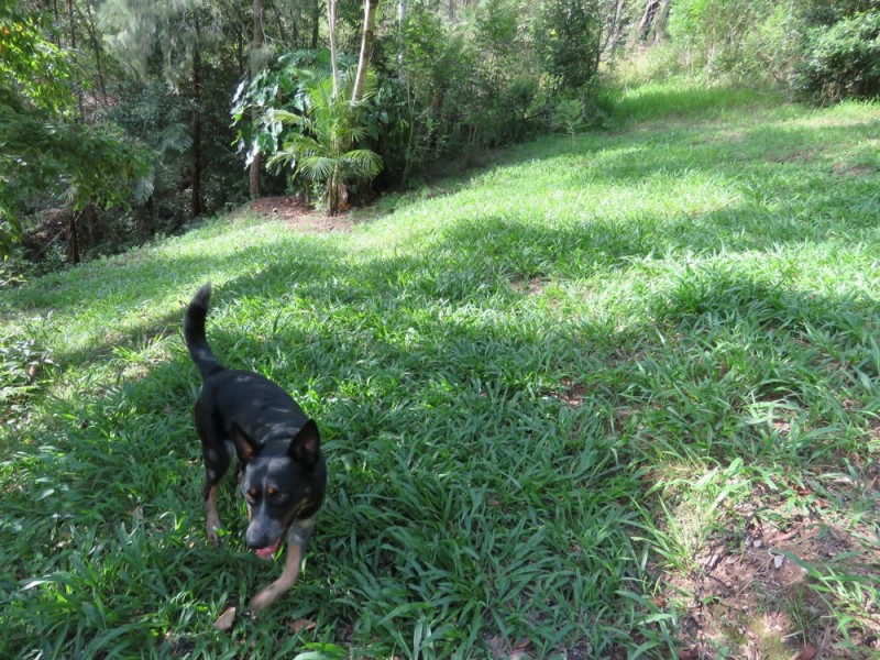 707 Bellingen Road, Missabotti NSW 2449