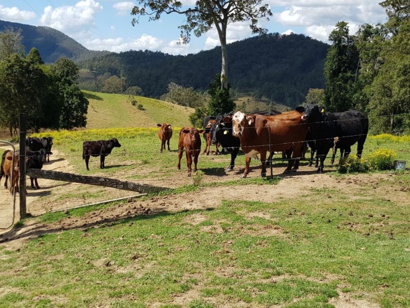 359 Tilbaroo Crossing., Toms Creek NSW 2446