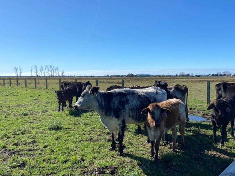 117 Western Lane., Bellimbopinni NSW 2440