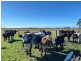 117 Western Lane., Bellimbopinni NSW 2440
