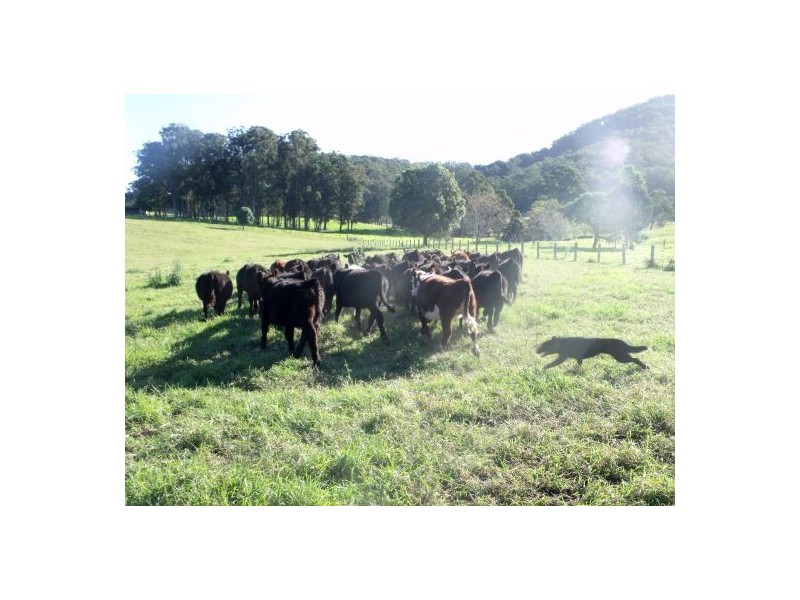 383 Littles Loop Road, Rollands Plains NSW 2441