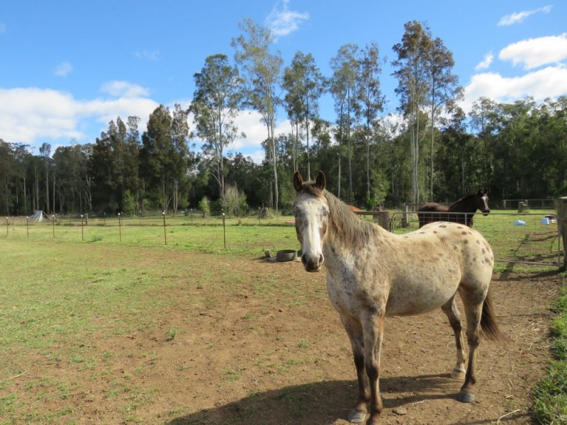 Telegraph Point NSW 2441