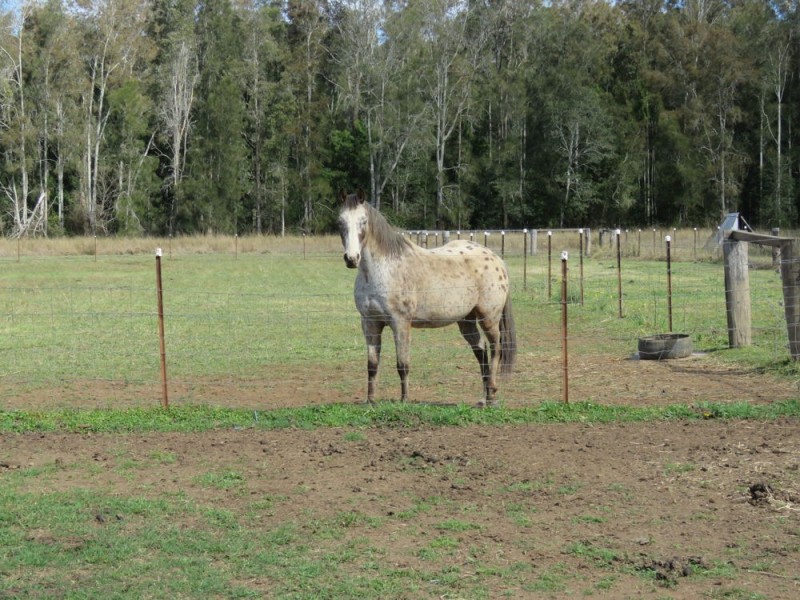 Telegraph Point NSW 2441