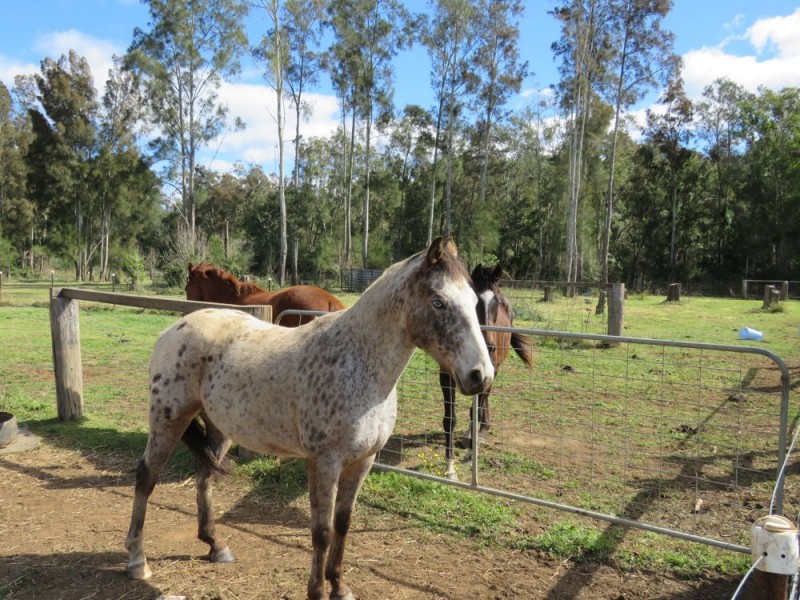 Telegraph Point NSW 2441