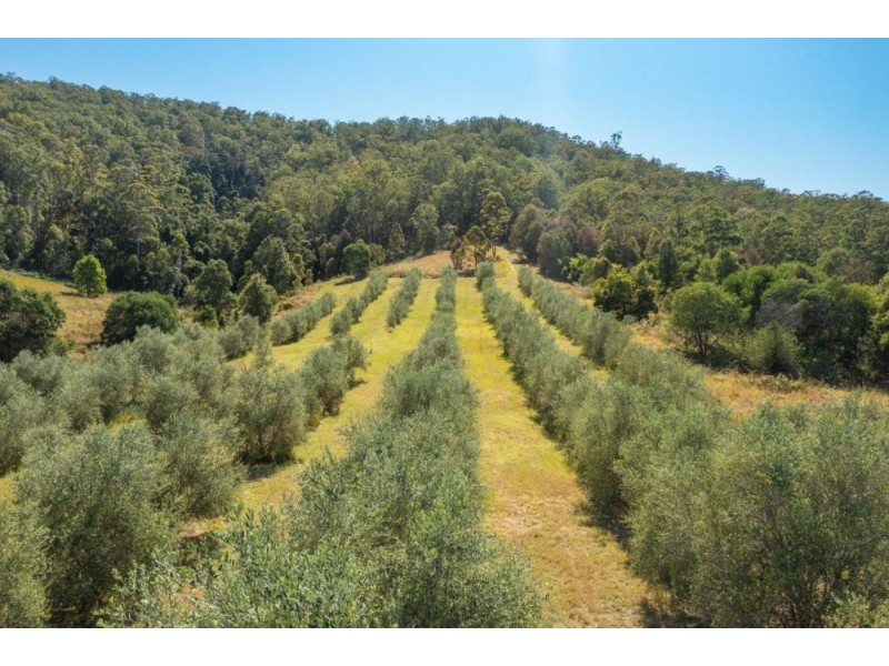 906 Pipeclay Road, Pipeclay NSW 2446