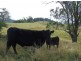Toorooka NSW 2440