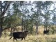 Toorooka NSW 2440