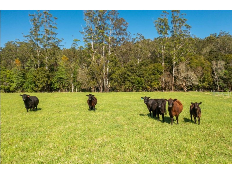 302 Clarefield Dungay Creek Rd, Marlo Merrican NSW 2446