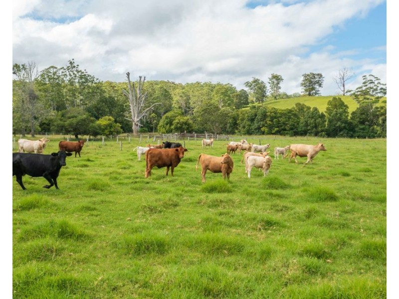 563 Lorne Road, Upsalls Creek NSW 2439