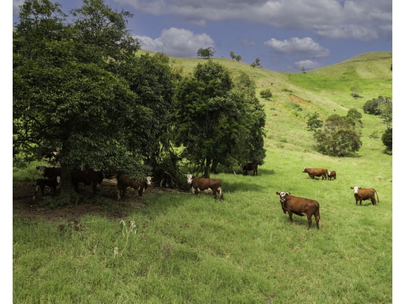 1609 Toms Creek Road, Toms Creek NSW 2446