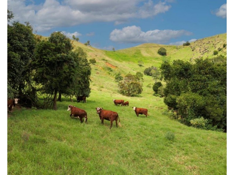 1609 Toms Creek Road, Toms Creek NSW 2446