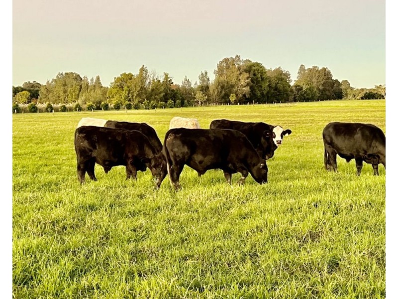 Rawdon Island NSW 2446