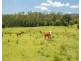 255 Spokes Road, Ballengarra NSW 2441