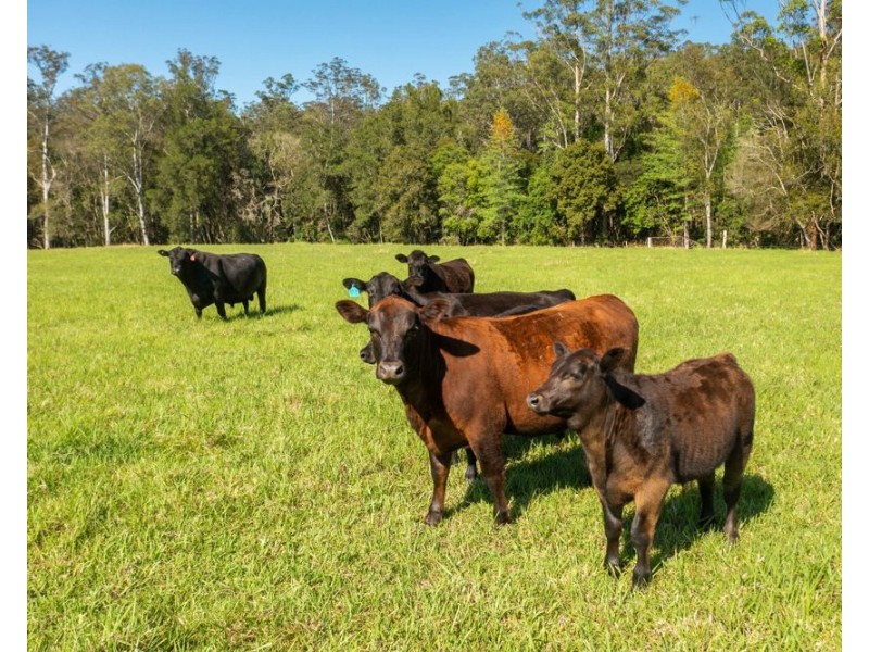 302 Clarefield Dungay Creek Road, Marlo Merrican NSW 2446