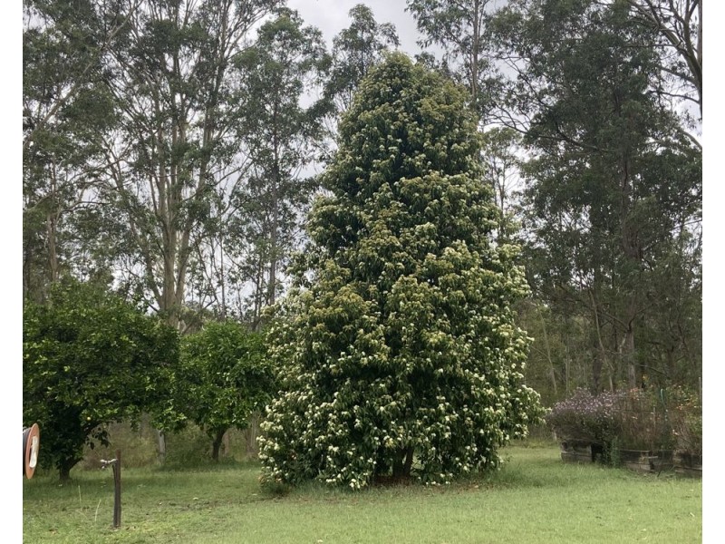 1386 Willi Willi Road, Temagog NSW 2440