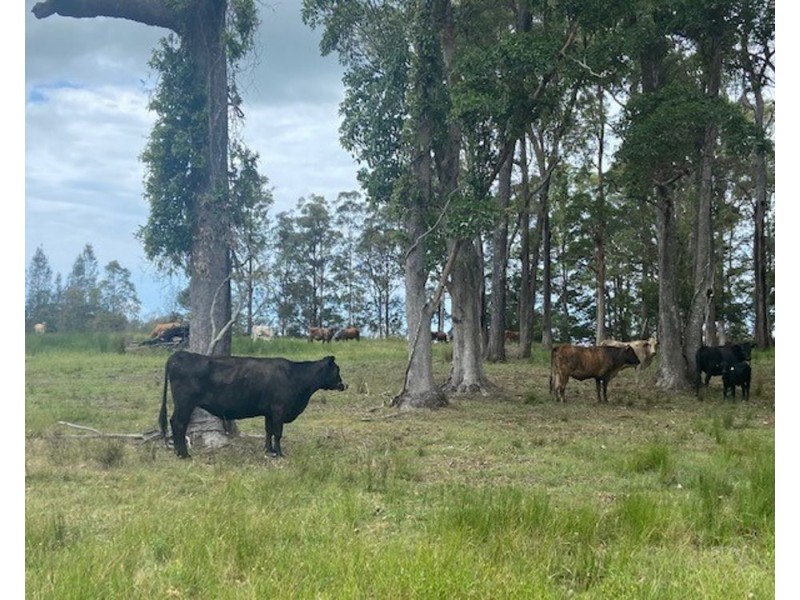 LOT 1 SEALE ROAD, Verges Creek NSW 2440