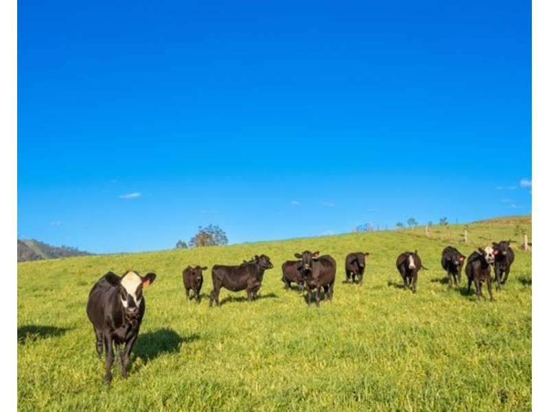 6487 Oxley Highway, Yarras NSW 2446