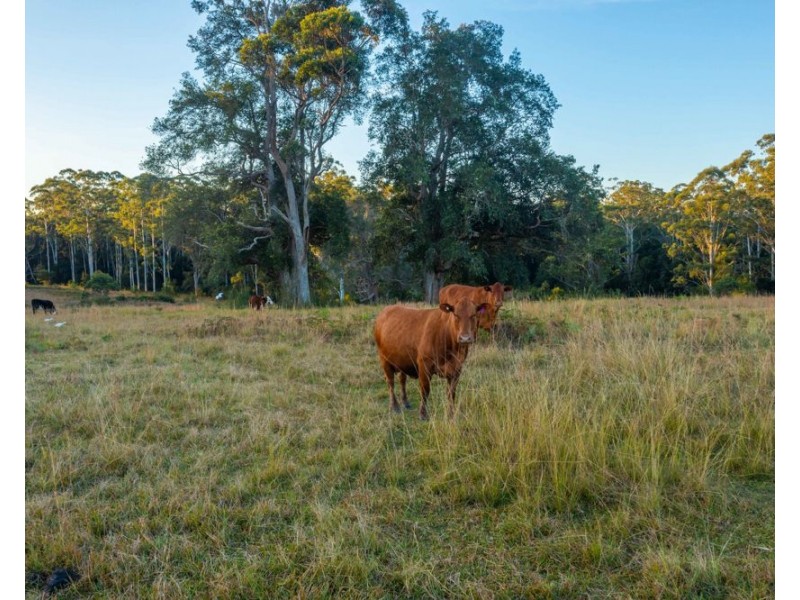 142 Old School Road, Herons Creek NSW 2443