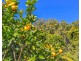 111 Bulli Road, Comboyne NSW 2429