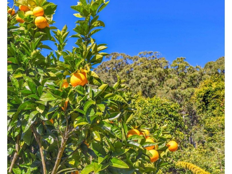111 Bulli Road, Comboyne NSW 2429
