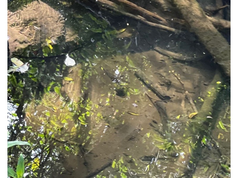 4069 Armidale Road, Bellbrook NSW 2440